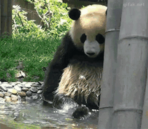 Panda Bear Behind Bamboo Pole In Water GIF