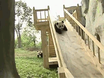 Panda Bear Cute Slide GIF