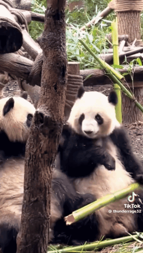 Panda Bear Eating Bamboo GIF