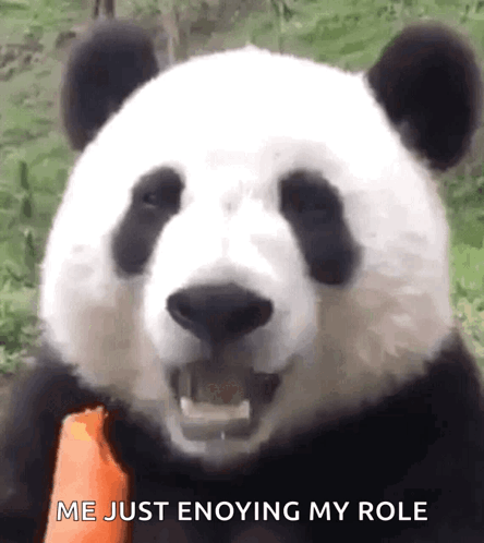 Panda Bear Eating Carrot Saying Me Just Enjoying My Role GIF