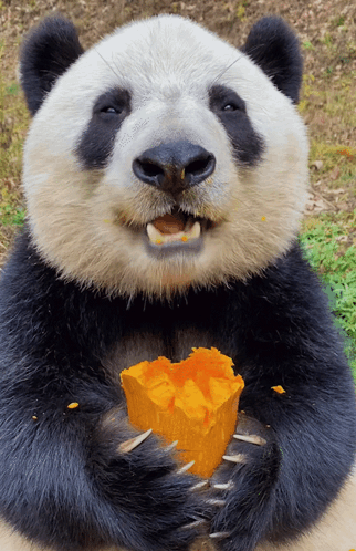 Panda Bear Eating Orange Food GIF