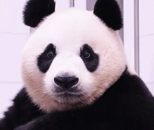 Panda Bear Face Close Up GIF
