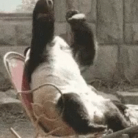Panda Bear Facepalm Meme GIF