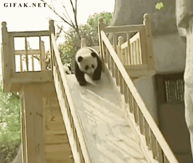 Panda Bear Going Down Wooden Slide