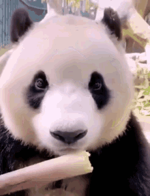 Panda Bear Holding Stick In Mouth Eating GIF