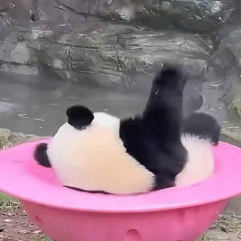 Panda Bear Laying In Pink Bowl GIF