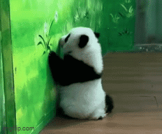 Panda Bear Leaning Against Wall Eating Flower GIF