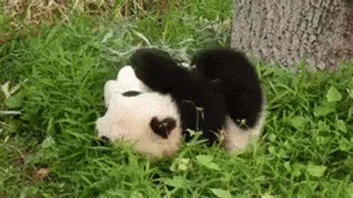 Panda Bear Lying Down In Grass GIF
