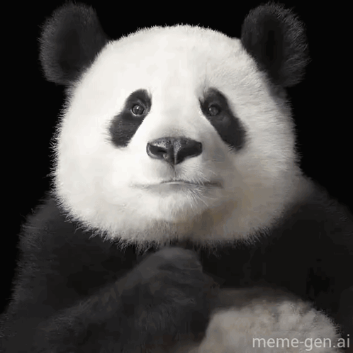 Panda Bear Making Funny Face Paws On Chin GIF