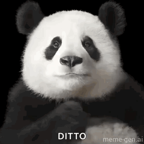 Panda Bear Making Funny Face With Hands Folded