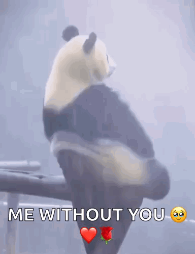 Panda Bear On Branch Saying Me Without You GIF
