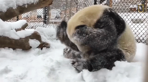 Panda Bear Playing In Snow GIF
