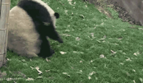 Panda Bear Rolling In Grass GIF