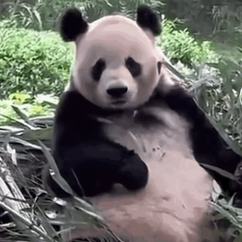 Panda Bear Sitting In Grass Eating Bamboo Leaves GIF