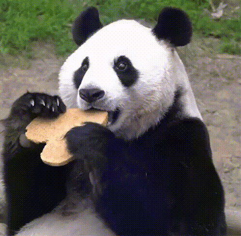 Panda Bear Sitting On Branch Saying Me Without You GIF