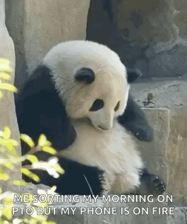 Panda Bear Sitting On Rock Saying Me Sorting My Morning On PTO But My Phone Is On Fire GIF