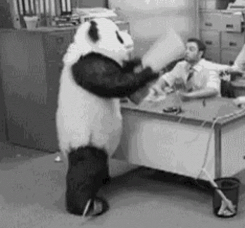 Panda Bear Standing In Front Of Man In Office GIF
