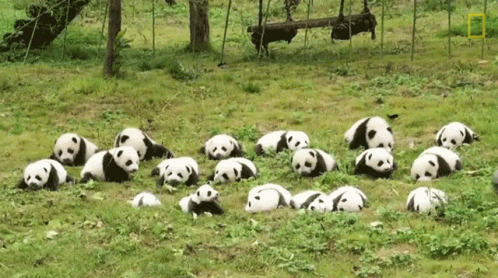 Panda Bears Laying On Grass GIF