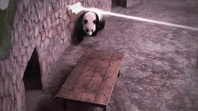 Panda Dodge Laser Attack GIF