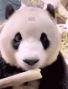 Panda Eating Food With Chopstick GIF