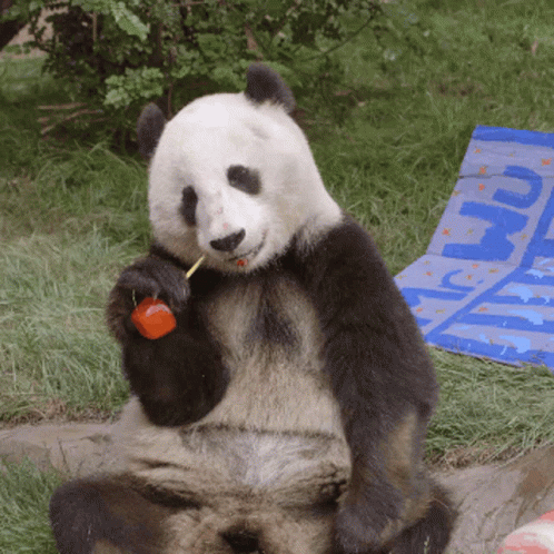 Panda Eating Red Apple With Toothpick GIF