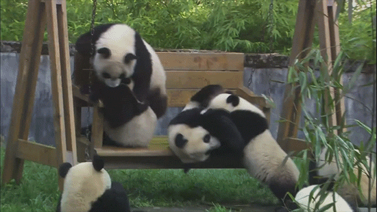 Panda Garden Swing Fight GIF