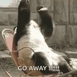 Panda Go Away GIF