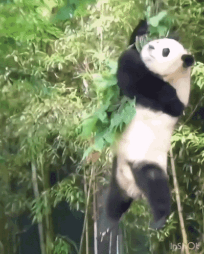 Panda Hanging Upside Down From Bamboo GIF