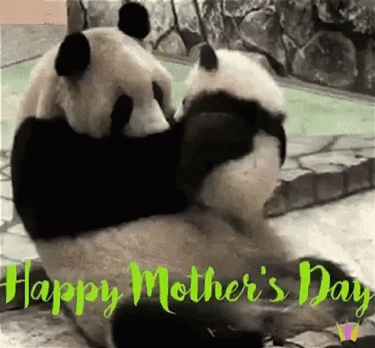 Panda Happy Mothers Day Funny GIF