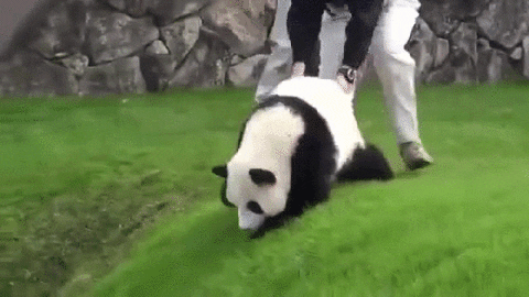 Panda Hill Funny Drag GIF