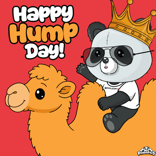 Panda in Sunglasses and Crown Riding Camel Happy Hump Day