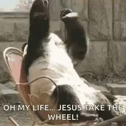 Panda Jesus Take The Wheel GIF