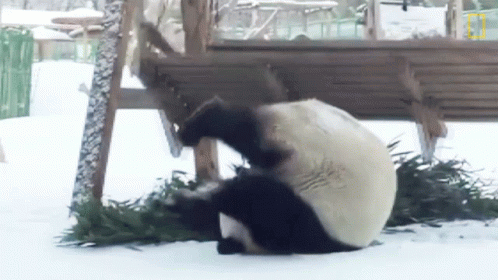 Panda Laying On Back In Snow Eating Grass GIF
