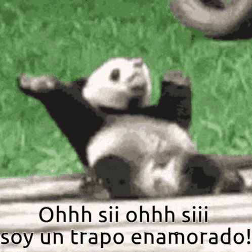 Panda Laying on Back Ohh Sii Ohh Siii Soy Un Trapo Enamorado