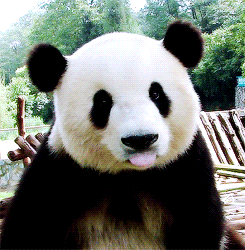 Panda Licking Lips GIF