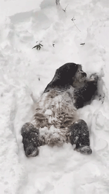 Panda Lying on Back in Snow