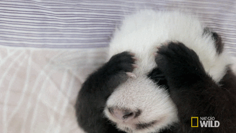 Panda Make It Stop GIF