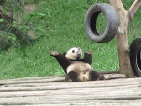 Panda Make Me Want To Scratch His Back GIF