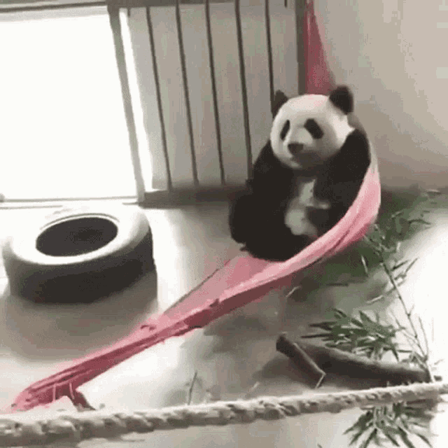Panda Rest Hammock Swing GIF