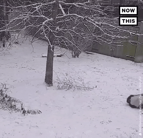 Panda Rolling Outside On Snow Day GIF