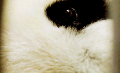Panda's Curious Eyes GIF
