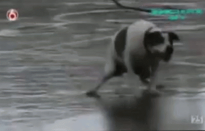 Panda Walking on Snow
