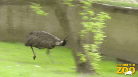 Panic Running Away Bird Brookfield Zoo GIF