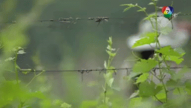 Paparazzi Hiding Leaves Thai Drama GIF