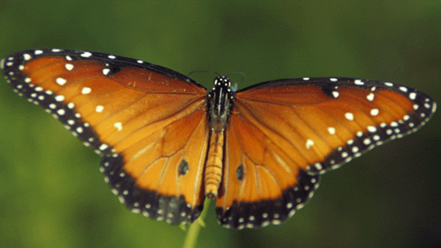 Papillon Butterfly Wings Flap GIF