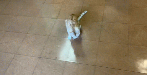 Paralyzed Cat Running GIF