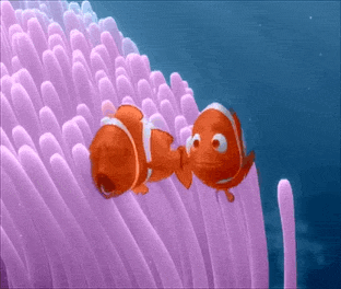 Parents Of Nemo GIF