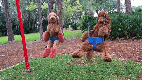 Park Dog Swing Chill GIF