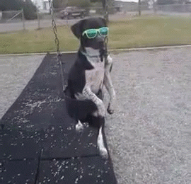 Park Swing Dog Swag GIF