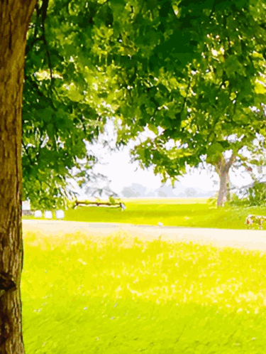 Park With Bench and Trees